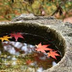 Basic 20 Japanese Verbs for beginner
