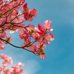 Japanese verb phrase: "verb + tyatta/ちゃった"