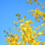 Japanese verb phrase: "verb + tai/たい" How and when to use it